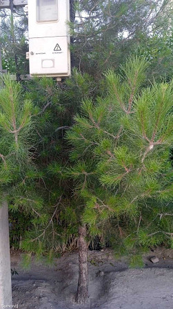 Продажа постройки с земельным участком 81 сот.,Чумчукарал Худжанд - изображение 2