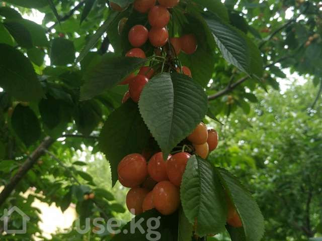 Дом, 6 и более комнат, 150 м2, Бишкек, Маяковского 40/Советская ленинградская Bishkek - photo 3