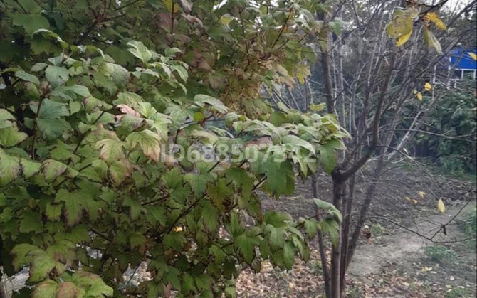 Дача с участком в 6 сот., Семей  - photo 3