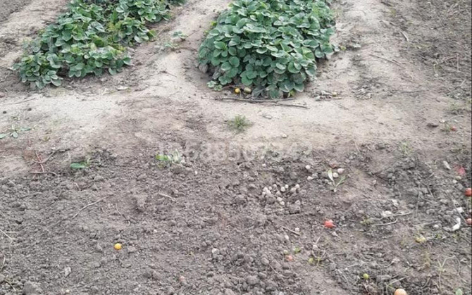 Дача с участком в 6 сот., Семей  - photo 5