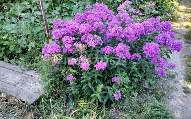 Дача с участком в 19 сот., Цветочная 38 Aqtobe - photo 5