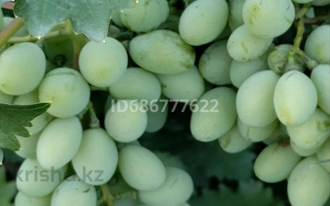 Дача с участком в 19 сот., Цветочная 38 Aqtobe - photo 6