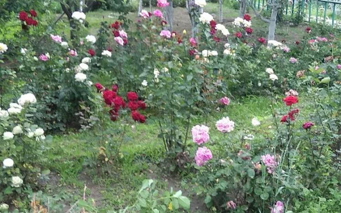 Дача с участком в 9 сот., Аксай-19, 4 линия 94 Almaty - изображение 8