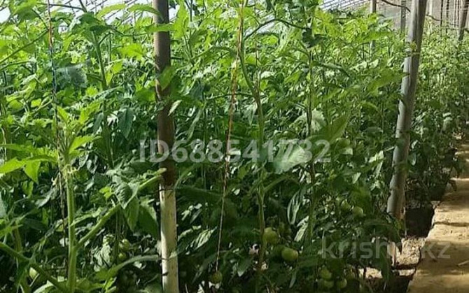 Дача с участком в 12 сот., Новая  - изображение 8