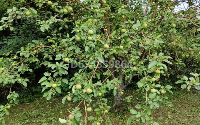 Дача с участком в 9 сот., Садовод 17 Urochishche Talgarbaytuma - photo 7