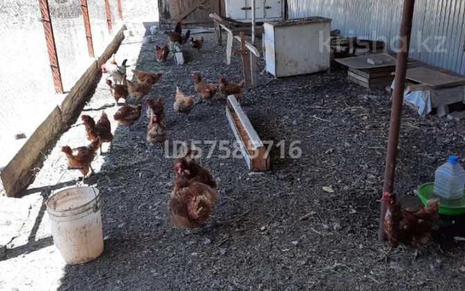 10-комнатный дом, 333.3 м², 20 сот., Тауелсиздик (Центральная) 2/1 Priozersk - photo 7