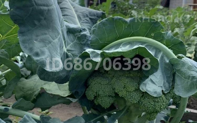 Дача с участком в 6 сот., СО Дархан Kostanay - photo 5