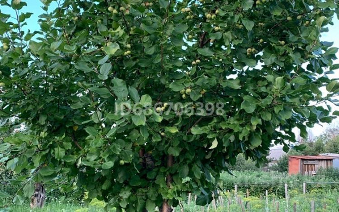 Дача с участком в 6 сот., СО Дархан Kostanay - photo 8